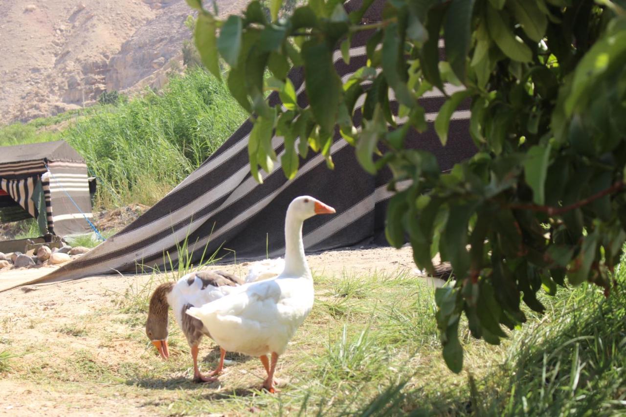 Wadi Al-Hassa Camp Hotell Khawkhah Exteriör bild