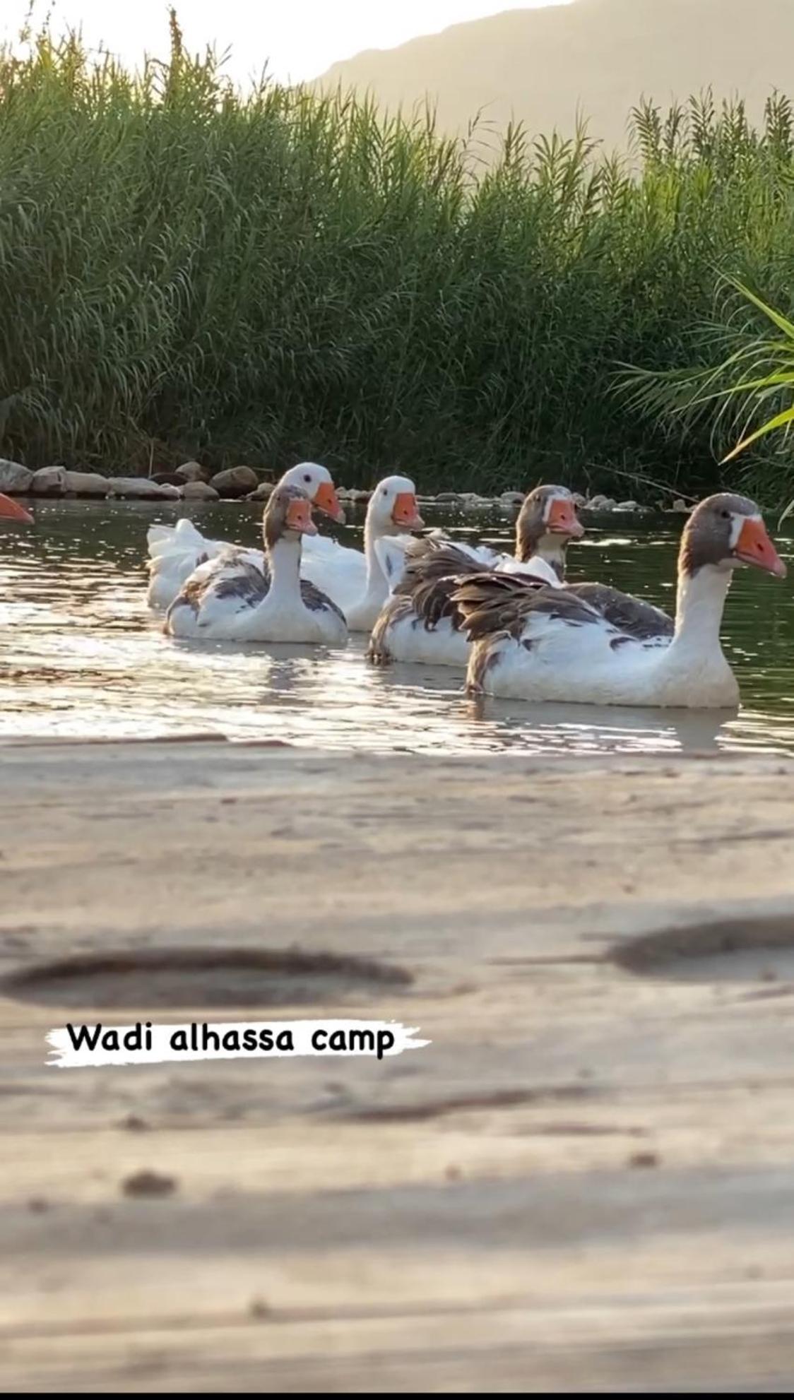 Wadi Al-Hassa Camp Hotell Khawkhah Exteriör bild